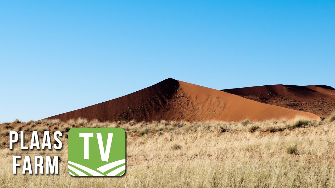 Bosverdigting in die Kalahari-duineveld