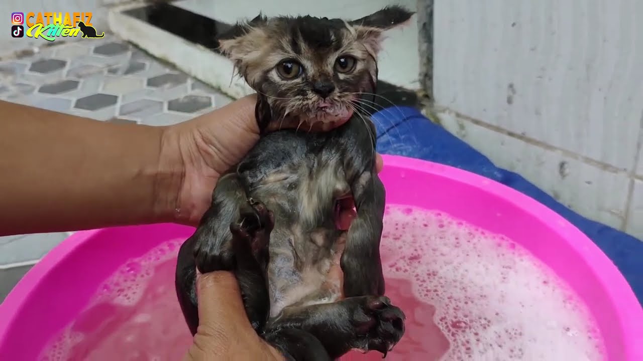Dirty Kitten Takes Bath for the First Time and Crys Really Loud