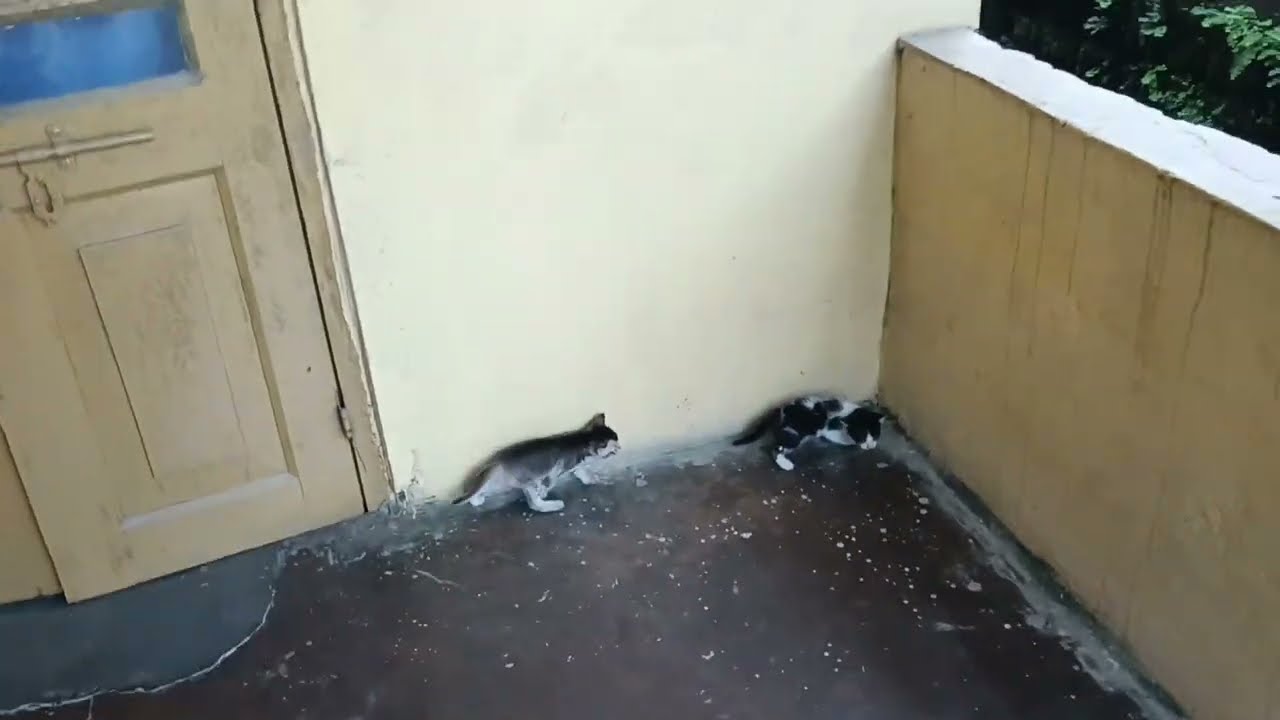 Kittens begging to open the door. Meowing loudly to enter inside home