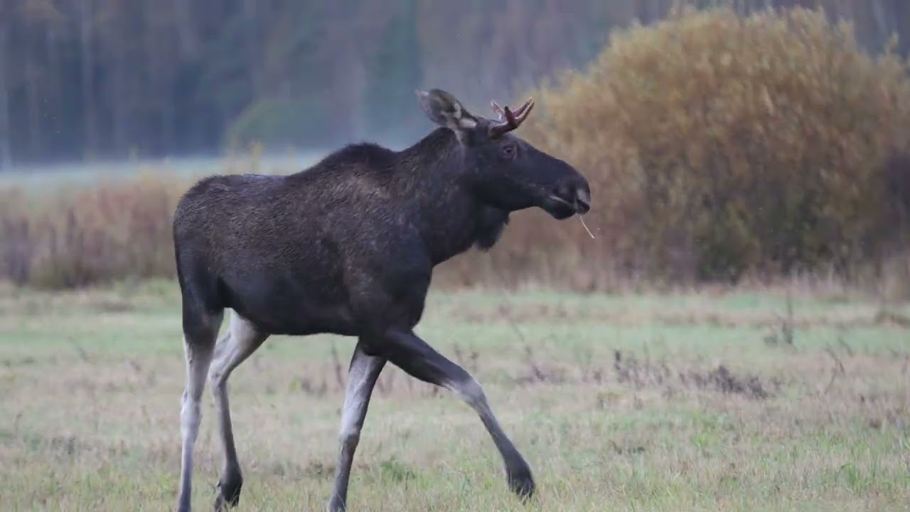 Hirvien kutsumista 6.10.2025