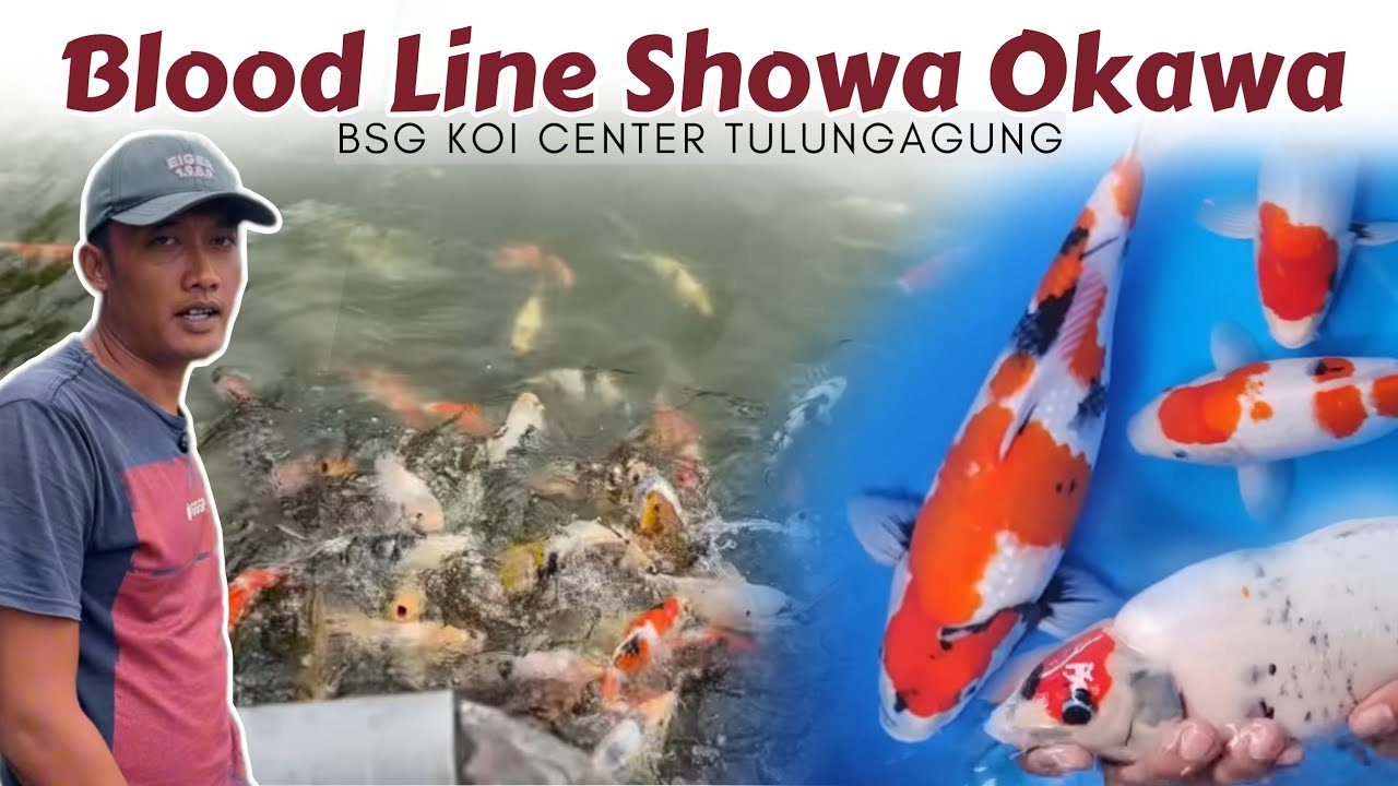 Ikan Koi Showa Blood line Okawa Calon Munuk❗