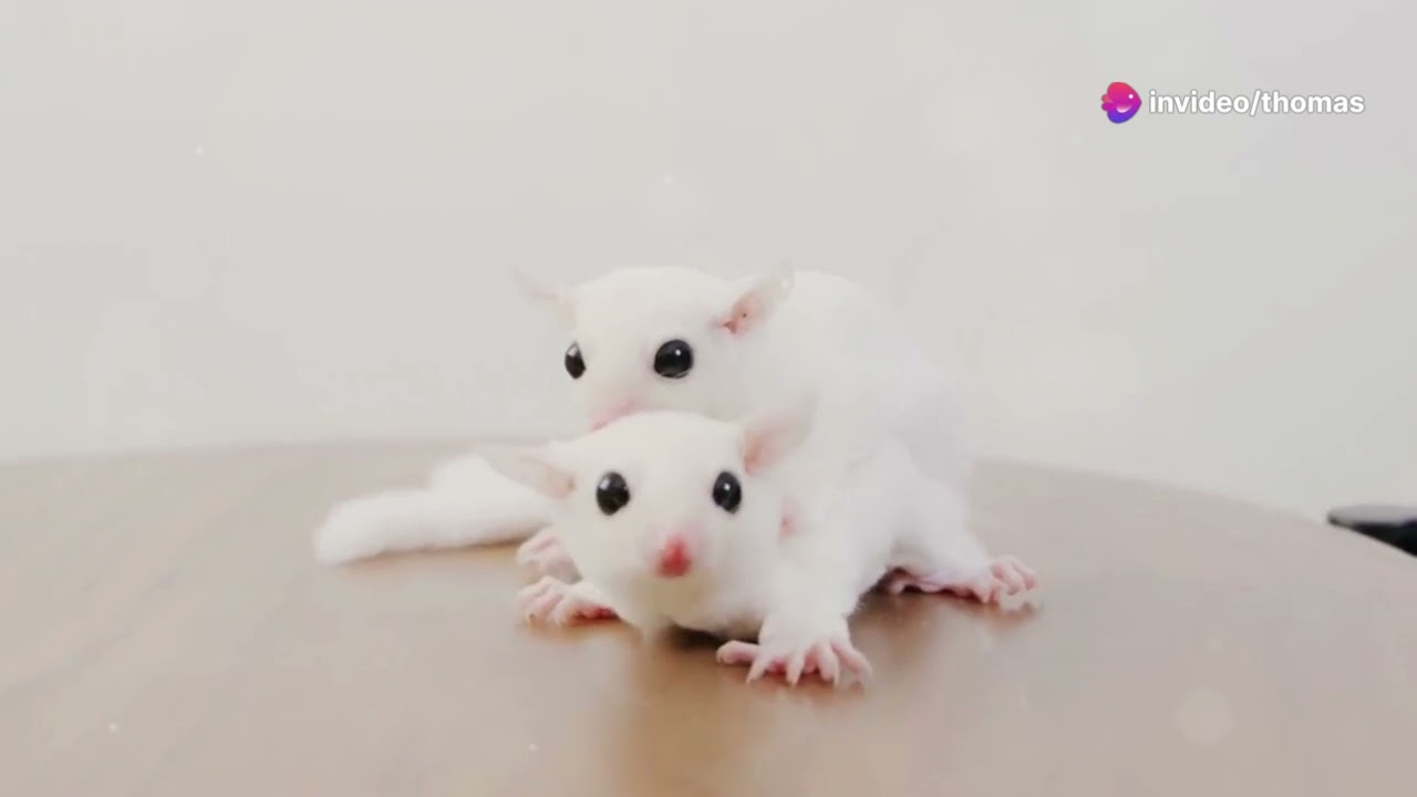 Artbildungsprozesse in der Biologie  allopatrische und sympatrische Artbildung