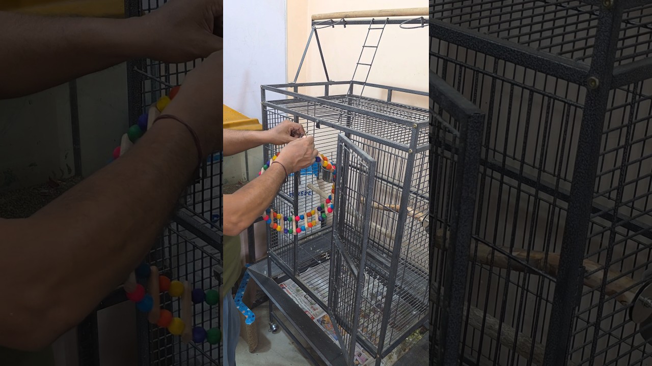 Chiku Parrot 🦜 ke cage mein new toys laga diye #shorts #birdscage #toys