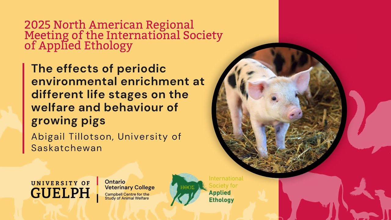 Effects of periodic enrichment at different life stages on the welfare and behaviour of growing pigs