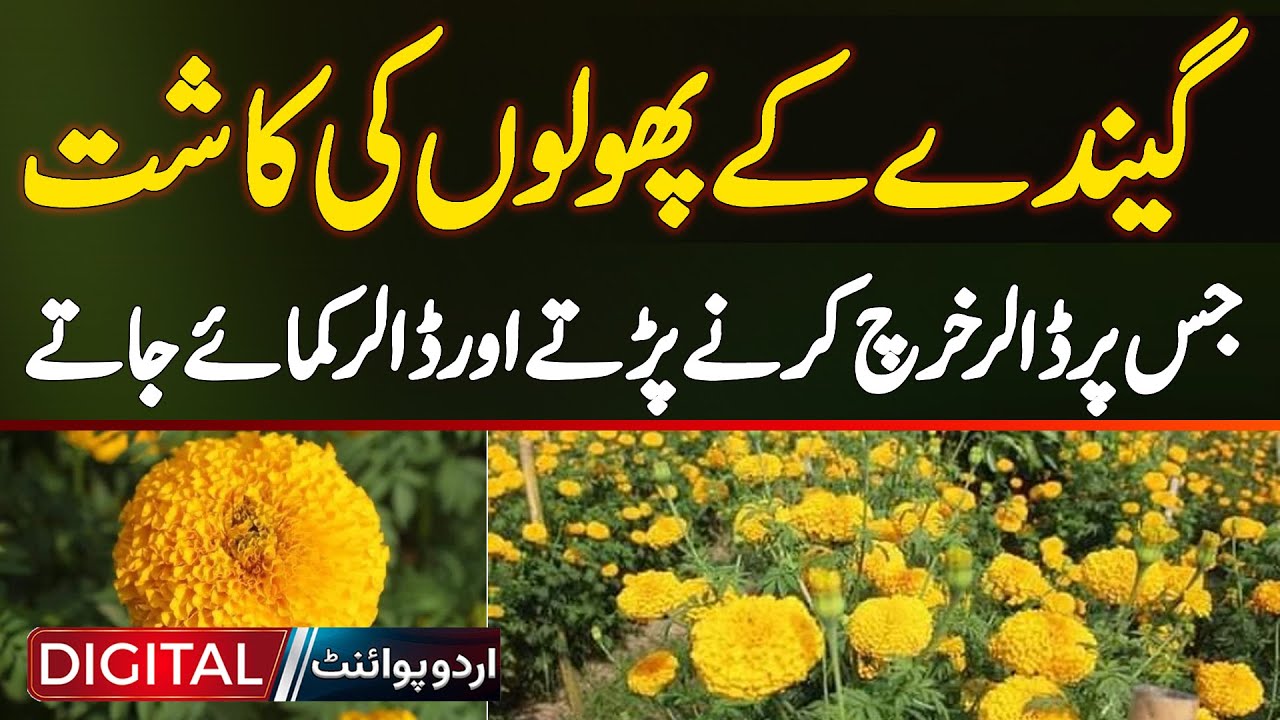 Marigold Farming In Pakistan - How Much USD Investment & Profit Per Acre | Gende Ka Phool Farming