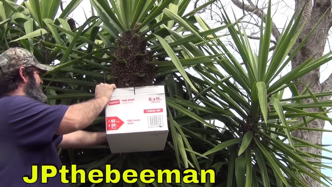 How To Catch A Swarm Of Honey Bees (A-Z)