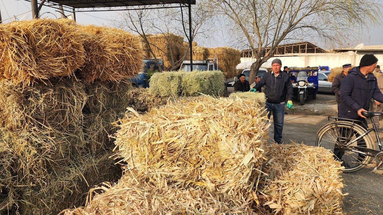 YEM-HASHAK BOZORI NARXLARI. DO'RMANCHA YEM-HASHAK BOZORI 2026.