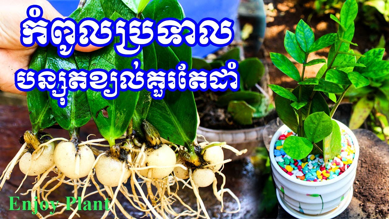 កំពូលប្រទាលបន្សុតខ្យល់/របៀបដាំប្រទាលត្រជាក់ចិត្ត/ប្រទាលត្រជាក់ចិត្ត/ZZ Plant/ប្រទាលលុយ