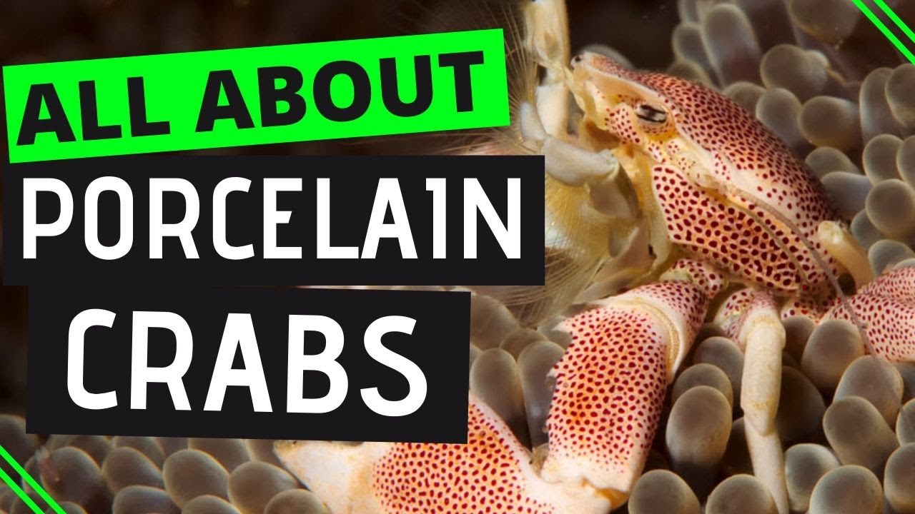 The Porcelain Crab - Finding a porcelain crab while scuba diving in Philippines