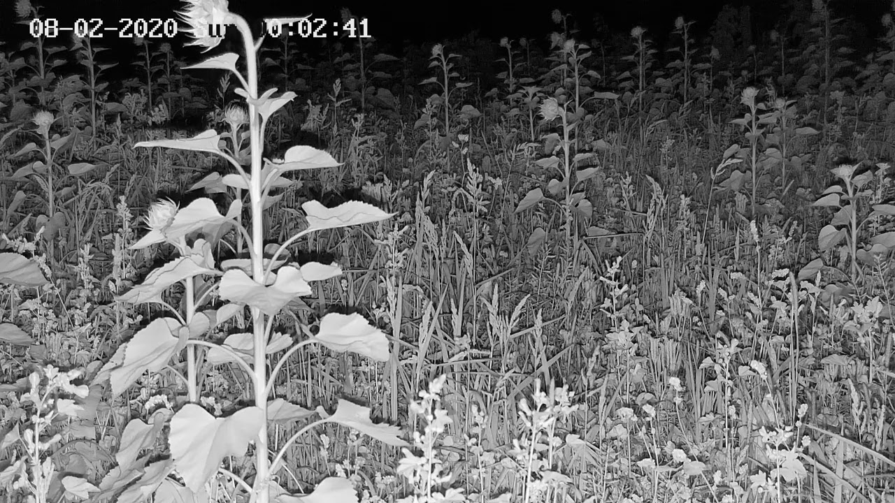 Livestream von Insektenweide