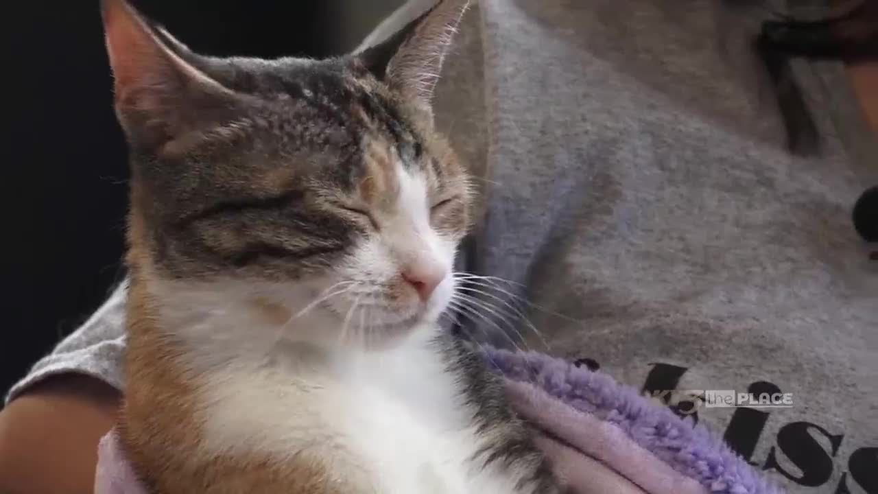 SPONSORED The Place: Watching over Whiskers