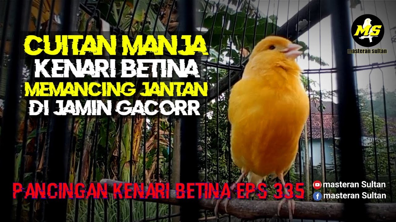 PANCINGAN KENARI BETINA MEMANGGIL JANTAN EPS 335 #pancingankenaribetina #kicaumania #masteran 