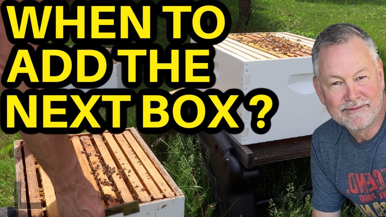 Beekeeping | Step-by-Step Guide to Adding the Next Box