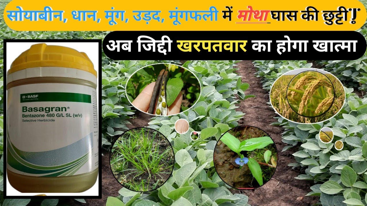 BASF BASAGRAN Herbicide | Bentazone 48 SL | मोथा घास का नियंत्रण |  मोथा घांस का खरपतवार नाशक