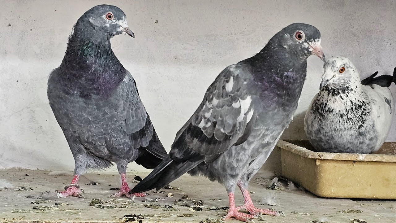 ❤️🕊🕊KGN pigeon loft Gautam  is live🕊🕊❤️