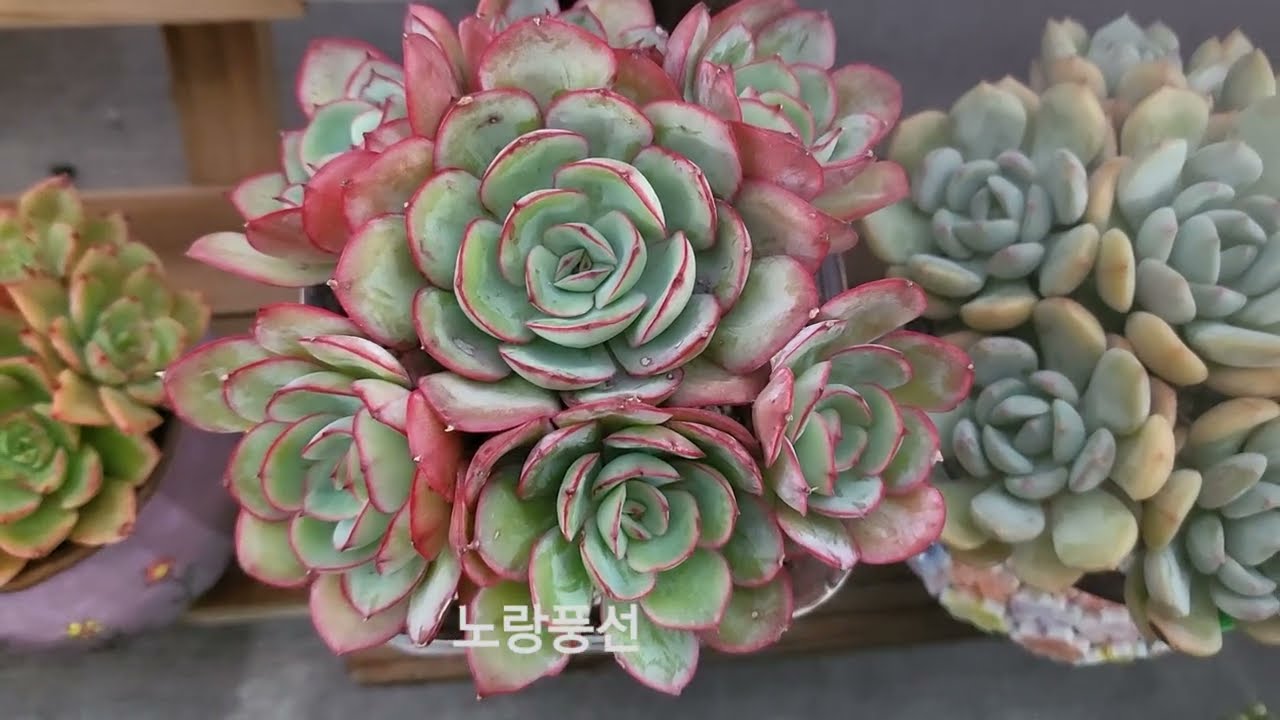 하우스 다육이 2탄#딸기먹고 다육이보고 #해뜨기전 조명아래 예쁘네요#대림농장 #딸기# 체험학습장 