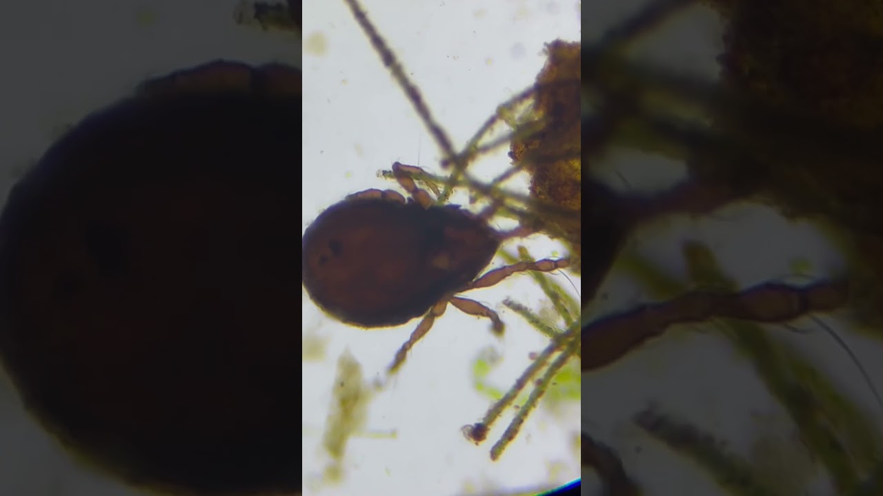 Aquatic insect under a microscope 
