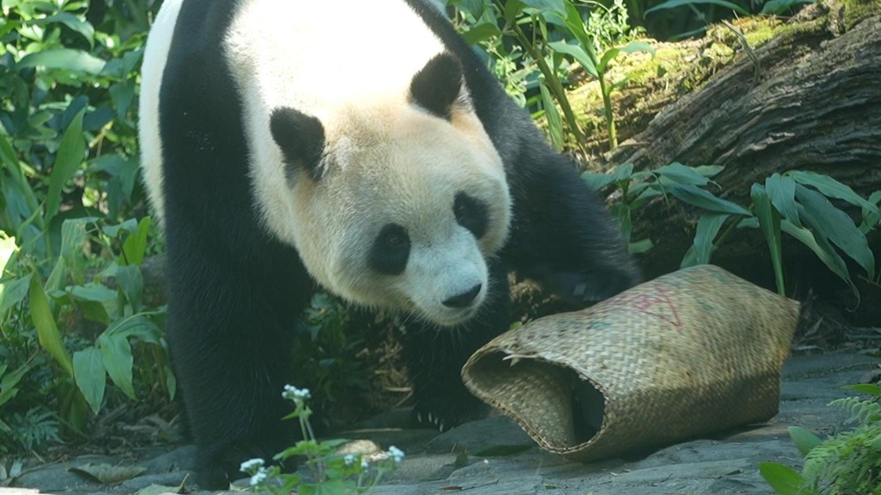 圓寶包獲得了一個小福袋 20260215