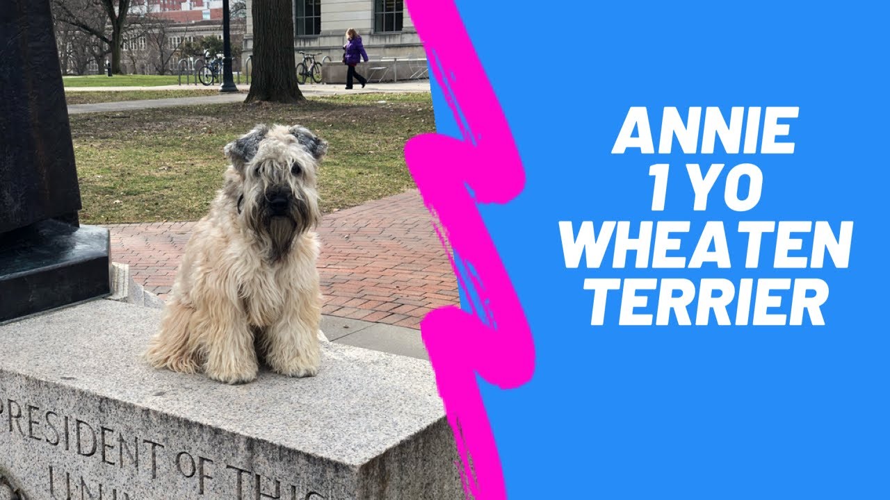 Annie | 1 Year Old Soft Coated Wheaten Terrier | Obedience Training | 14 Day Transformation |
