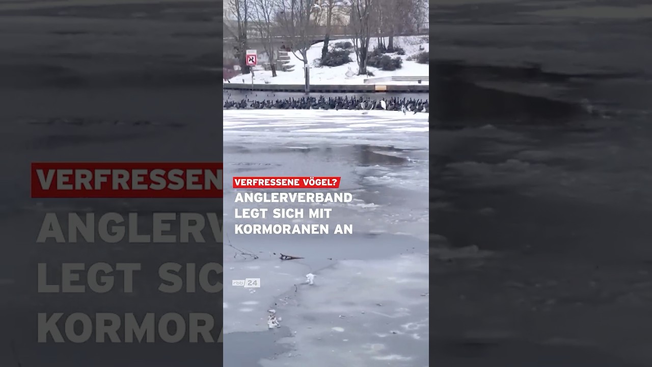 Anglerverband legt sich mit Kormoranen an #shorts #rbb24