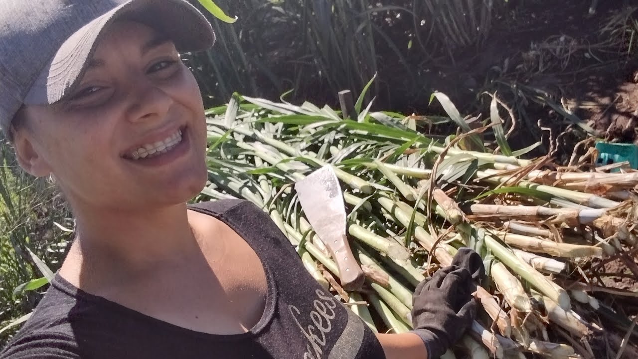 FAZENDO SILAGEM DE CAPIAÇU NO LATÃO