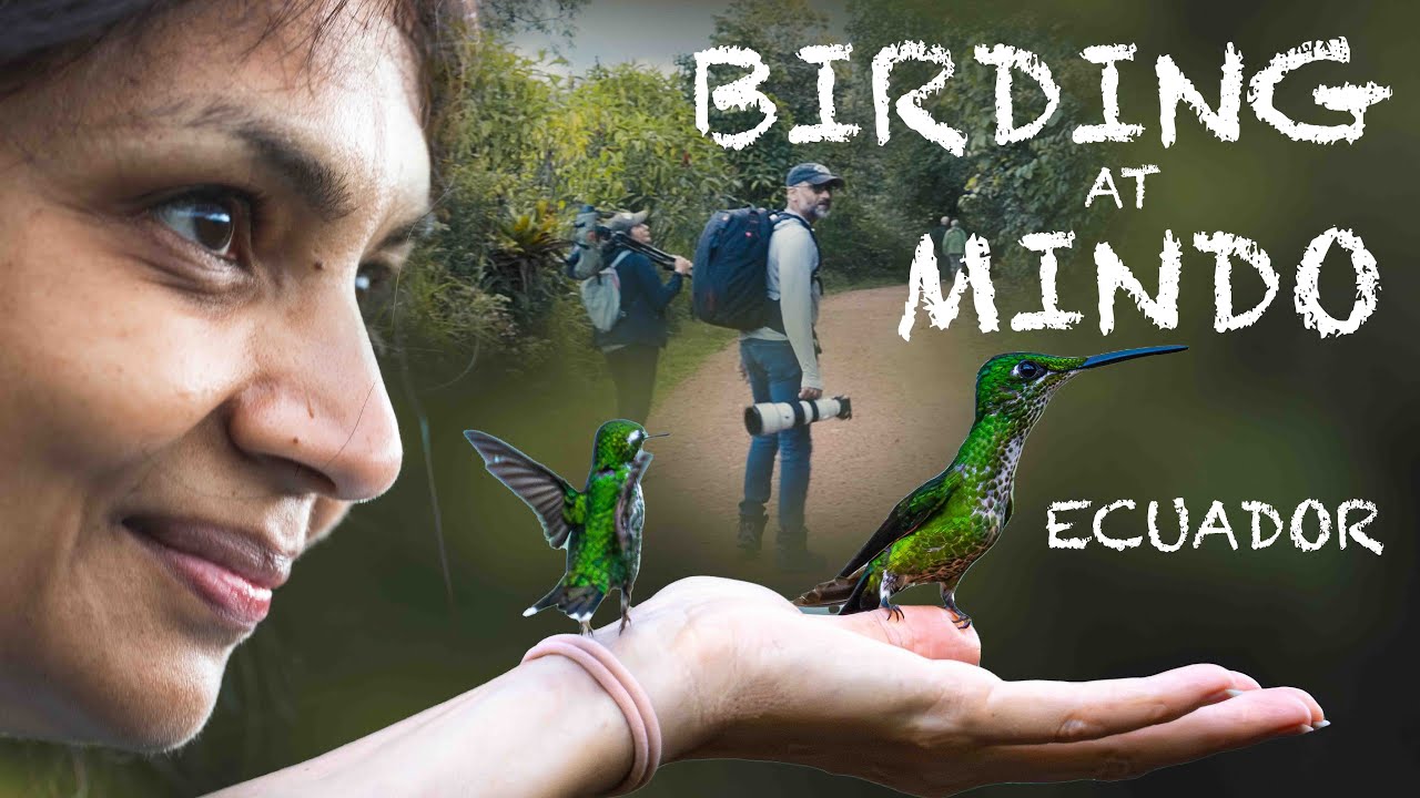 Birding at Mindo, Ecuador