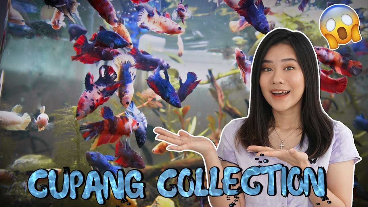KOLEKSI RATUSAN CUPANG-KU! KOK BISA GA BRANTEM?!