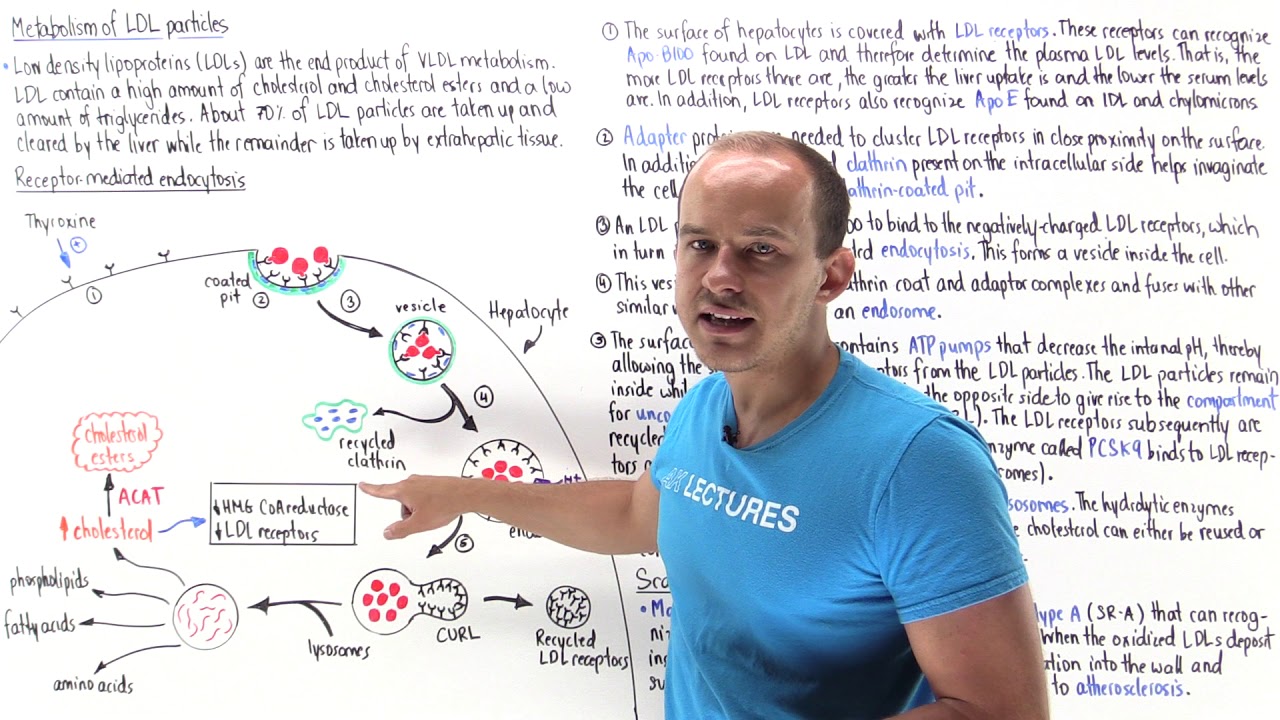 Metabolism of low-density lipoproteins (LDLs)