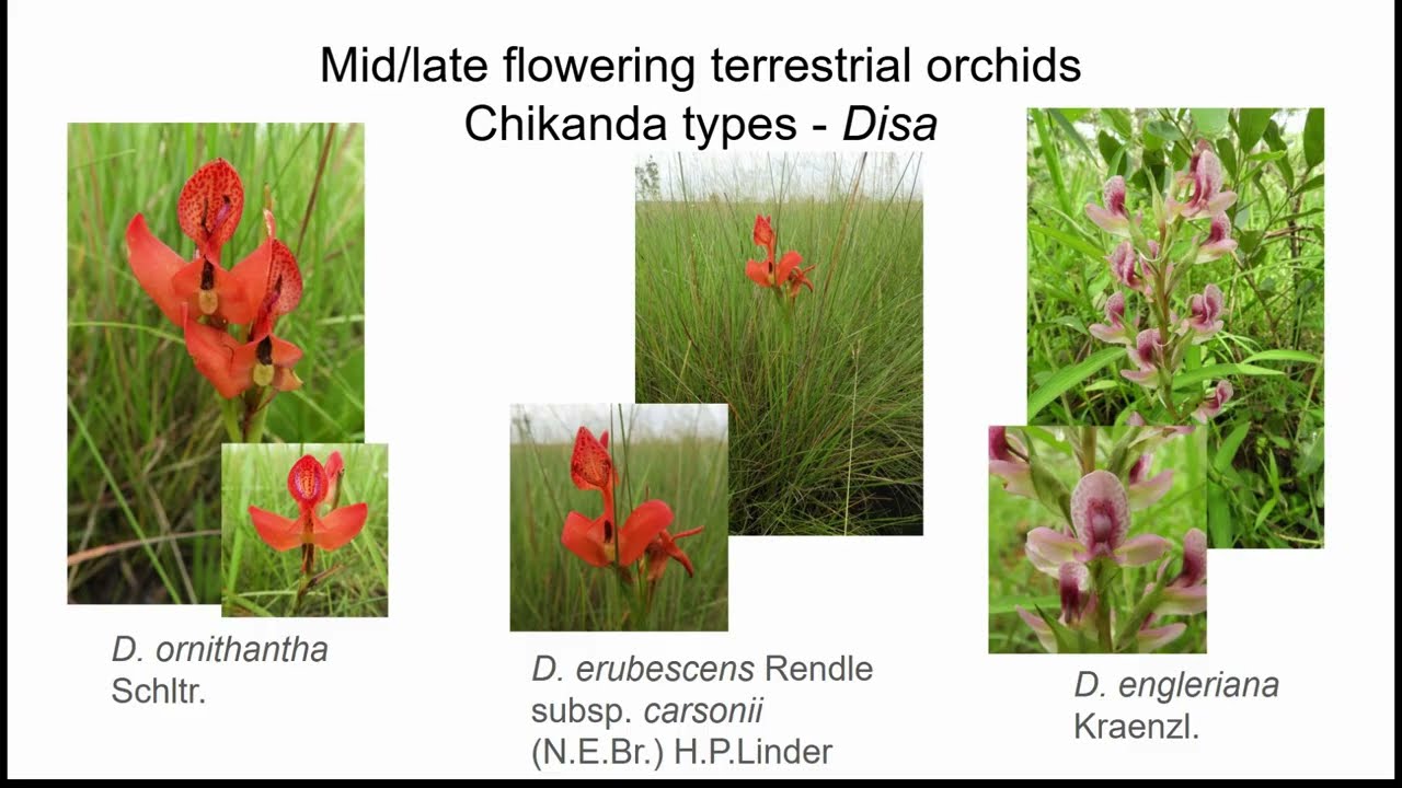 WECSZ Orchids of Zambia Dec.  2025 Nicholas Wightman Presentation