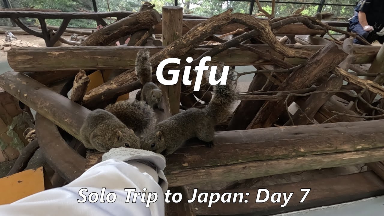 Day Seven | Gifu Park, Gifu Castle, Kinkazan Squirrel Village | I landed a job in Japan!