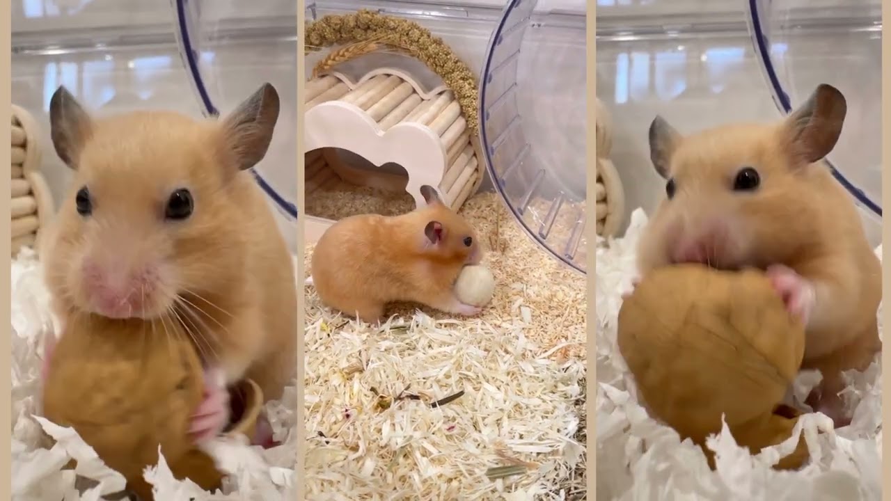Playing with a Ball & Chewing a Walnut Shell | A Moment with Potato | 玩球與咬核桃殼 | 鼠條日常