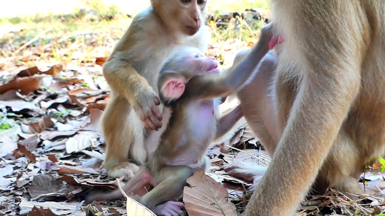 Reaction Newborn Lucan didn't want to give mom Loy go far away from Him !