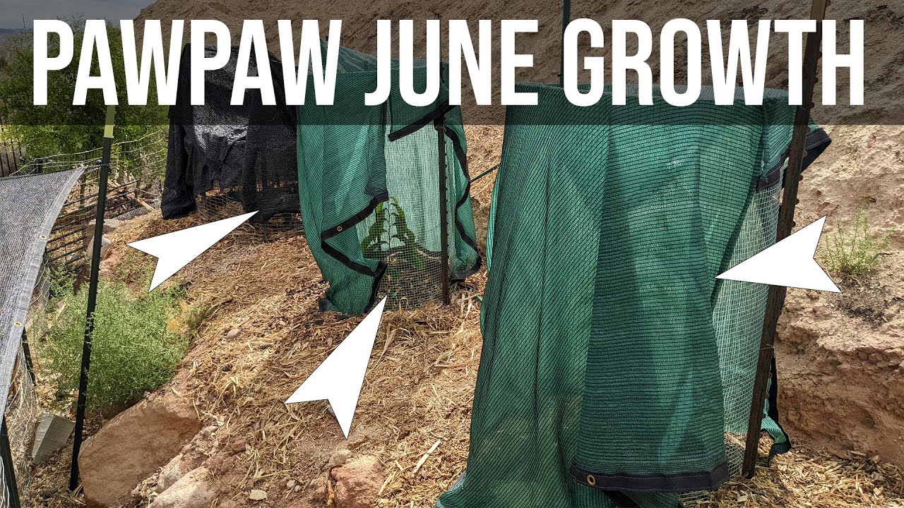 7 Pawpaw varieties update 1 year after planting. Which Paw paw thrives, survives, and dies in Utah?