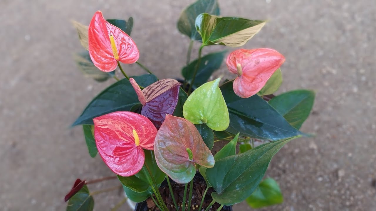 No:670 පිස්සු හැදෙන ගින්දර වගේ ලස්සනම සෙට් එක රැපියල් 5500ක් විතරමයි.මේ ටික නම් මිස් කර ගන්න නම් එපා