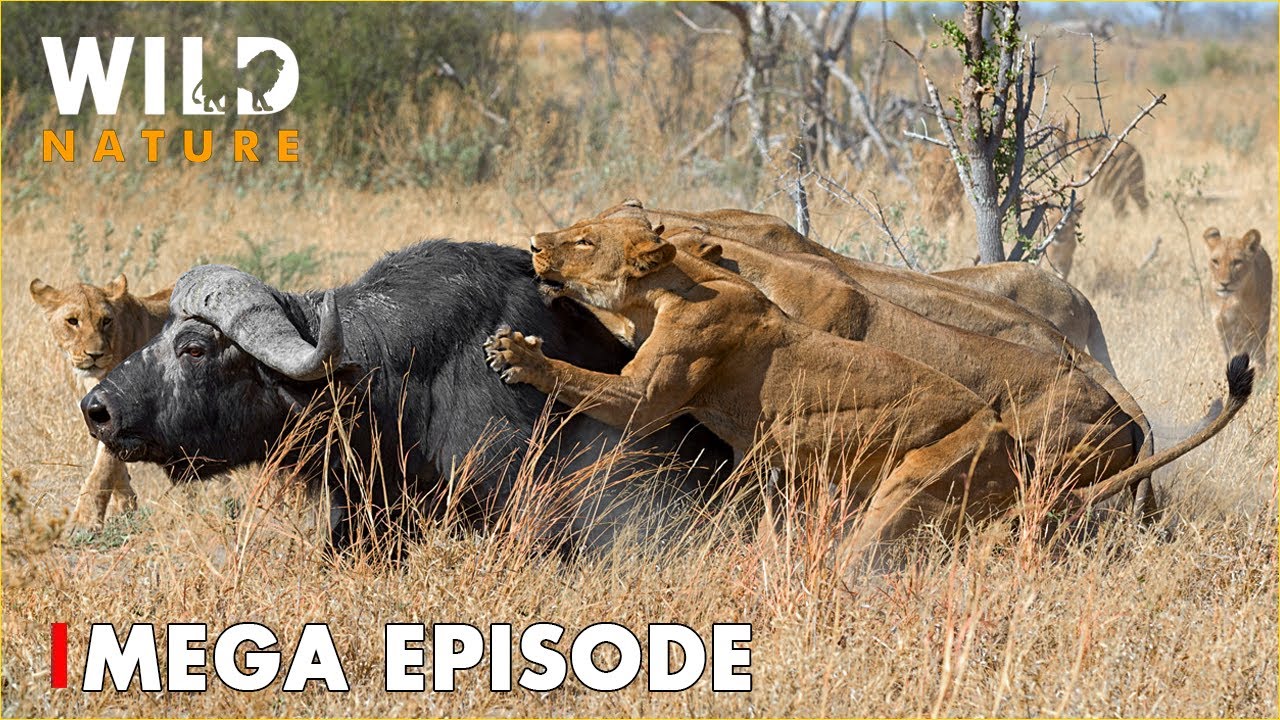 World's Deadliest MEGA EPISODE | Ultimate Predators | Nature Animal Documentary