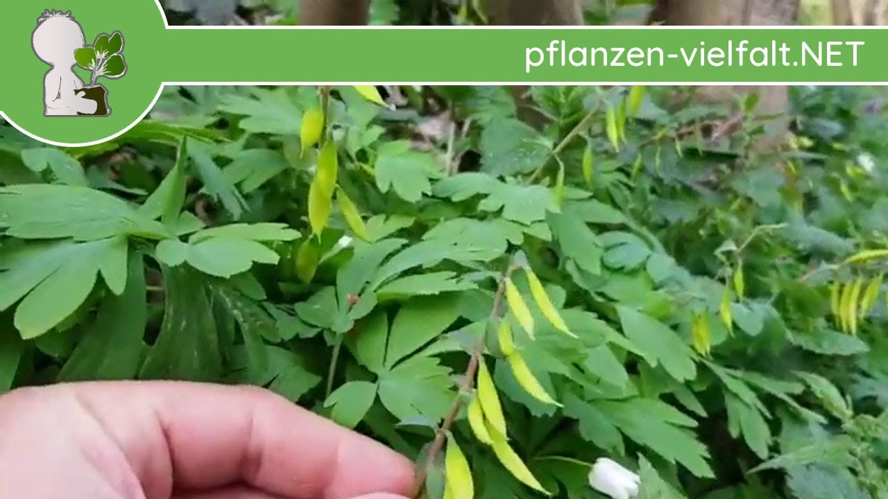 Hohler Lerchensporn - Früchte (unreif) - 11.04.18 (Corydalis cava) - Wildpflanzen-Bestimmung