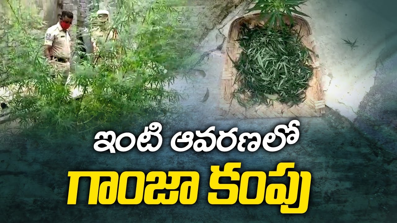 ఇంటి ఆవరణలో గంజా కంపు | Man Grows Ganja Tree In Home | ABN