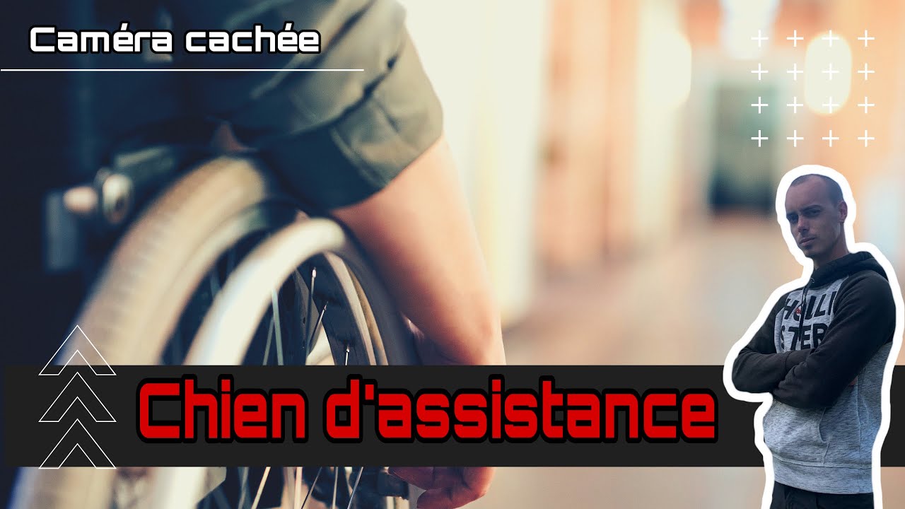 CHIEN D'ASSISTANCE ! Quelles vont être les réactions des gens( camera cachée)