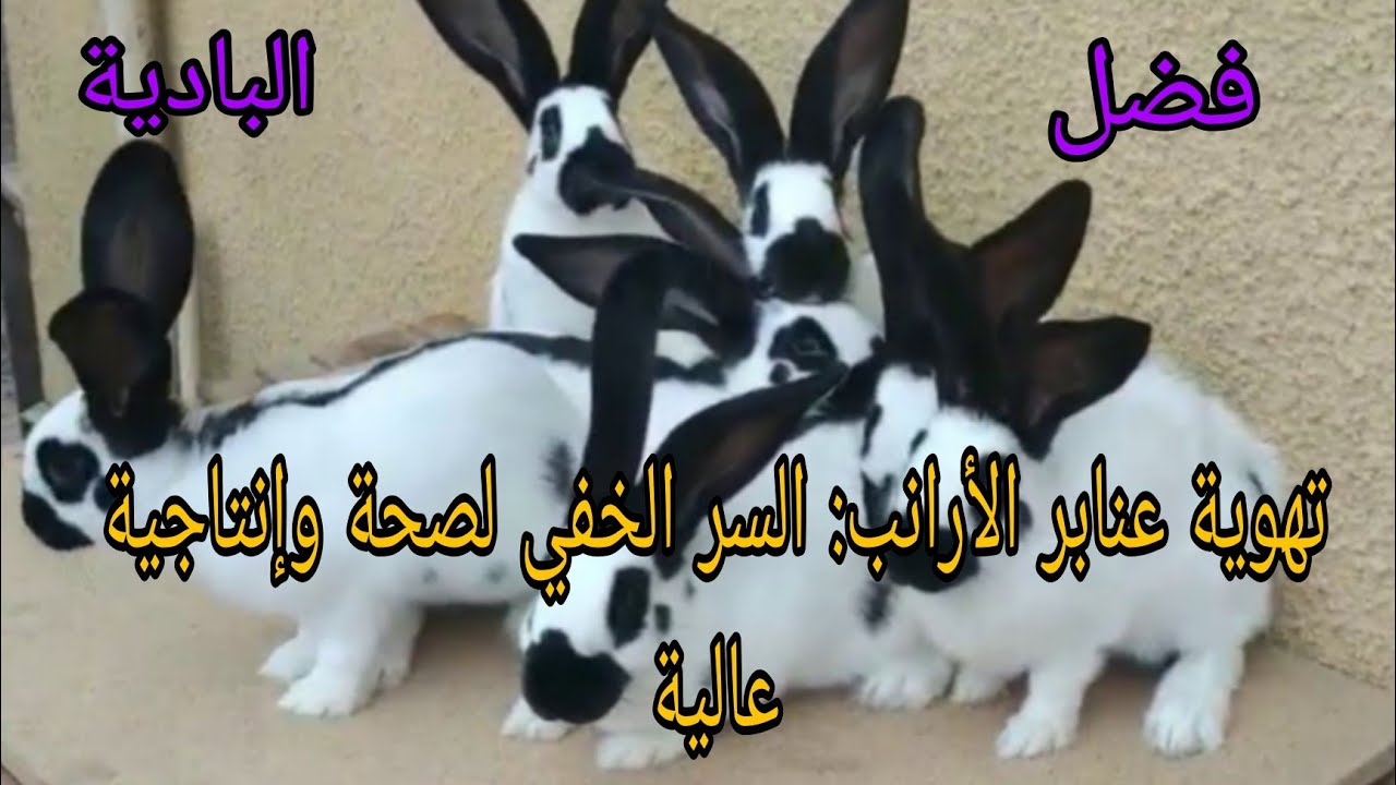 فضل البادية : ضوابط تهوية عنابر الأرانب للحصول على المزيد من الأرباح #_البادية #_rabbit #_فضل #
