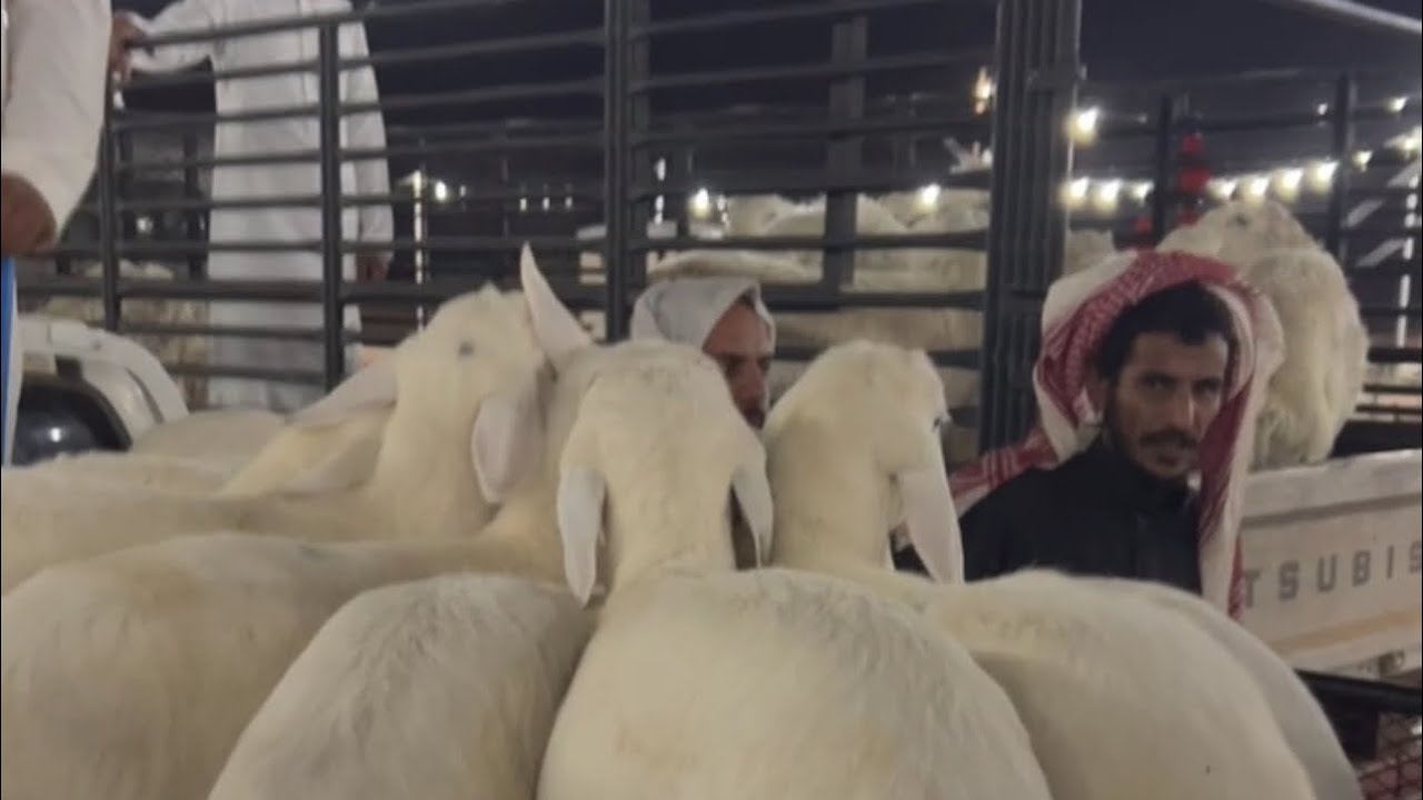 تغطيه سوق الاحد بعد صلاه التراويح بالقرشيات شمال الطايف ١٤٤٧/٩/٢٦هـ