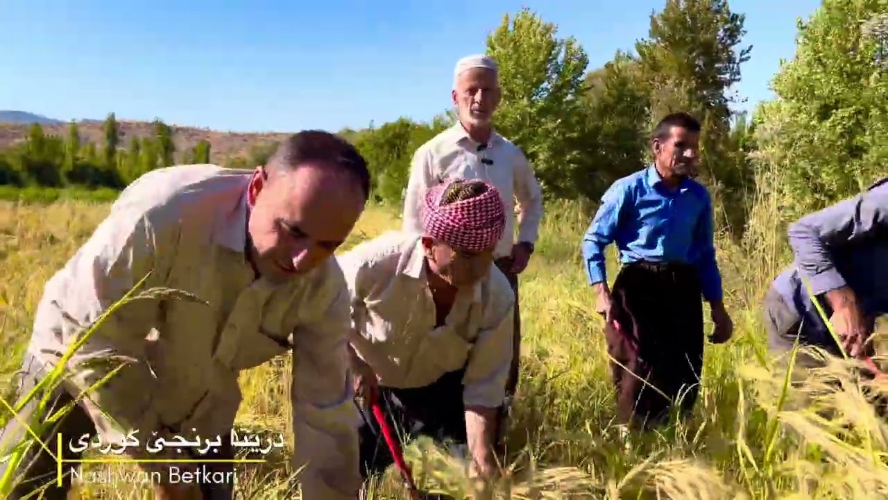 سیدایێ مەلا '' جمیل شیلانی''باس ل كارێ كرنا برنجی كوردی دكەت، و كا چەند جورەێن برنجی كوردی هەنە . 