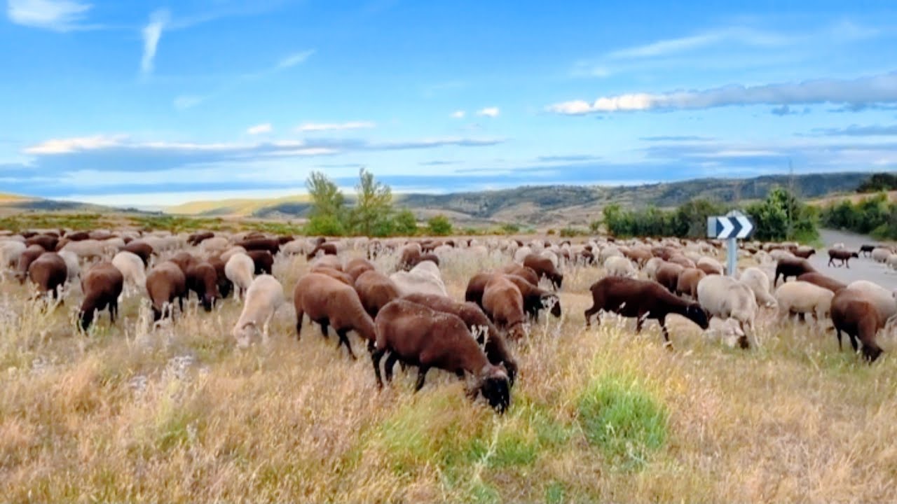 Whispers of Wool ــ Journey to Tranquil Pastures