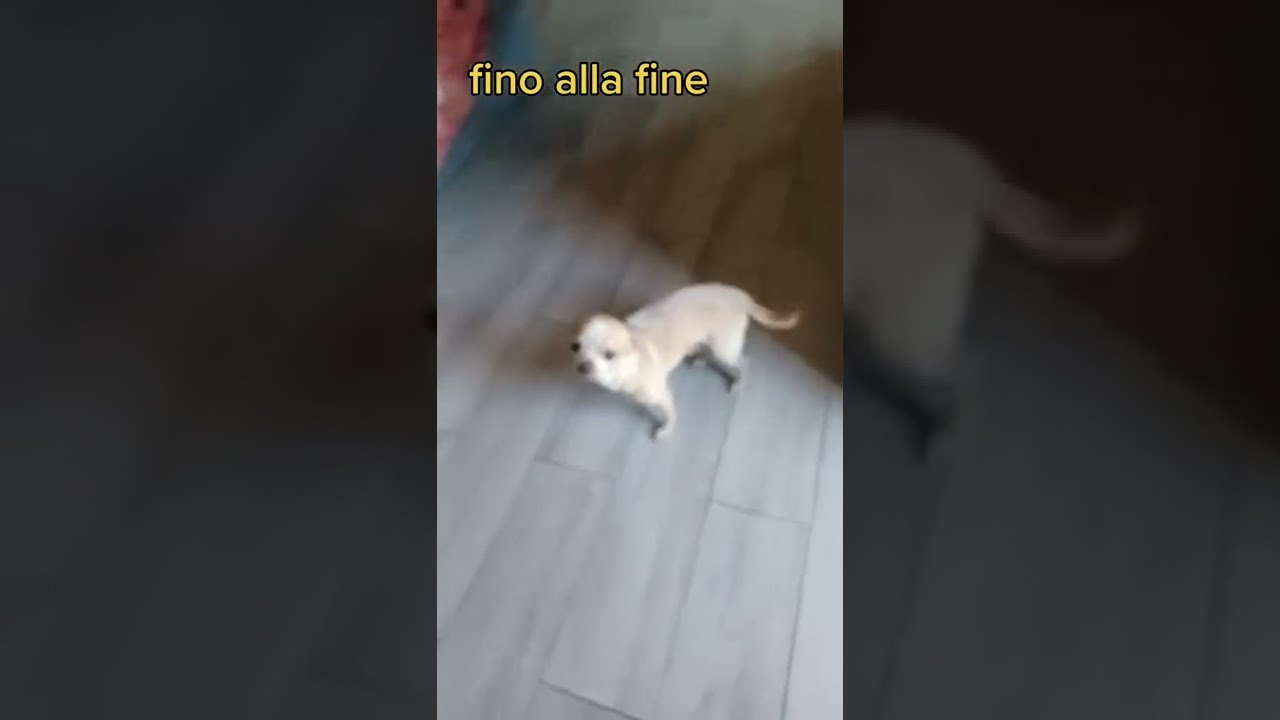 Starnuto o respiro inverso del cane: cosa fare! SuperGolia