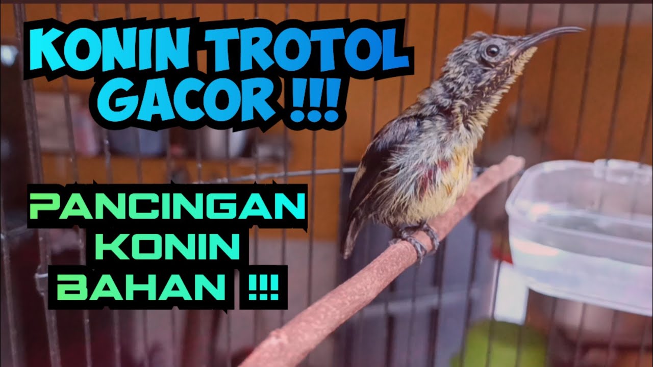 Konin Trotol gacor untuk pancingan bahan ombyokan !!! Konin gacor trotol