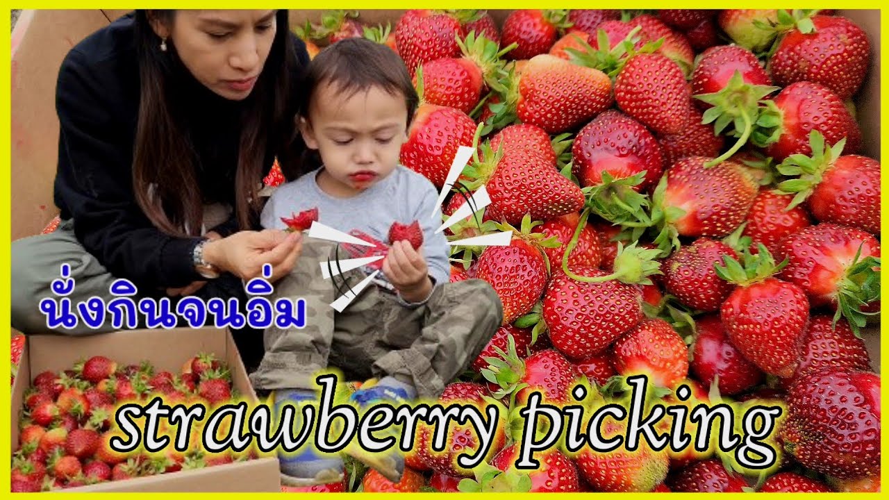 เก็บสตอเบอร์รี่สดๆจากสวน แม่ลูกชิมกันจนอิ่ม /strawberry picking in WA