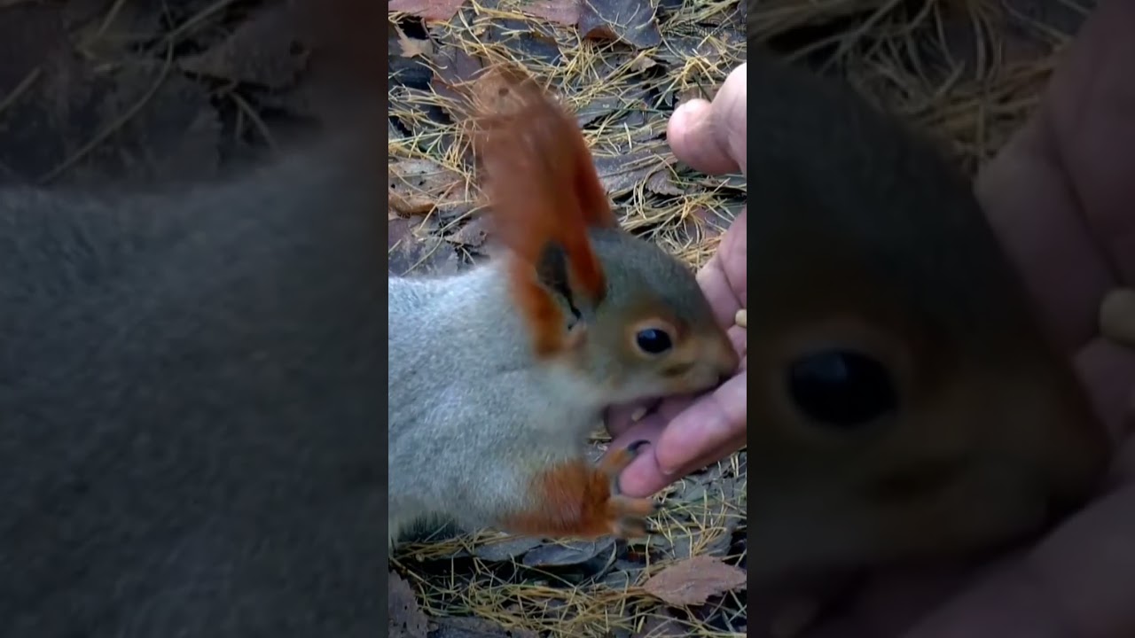 Esquilo filhote. Que fofura! #coelho #fofura #pets #animals