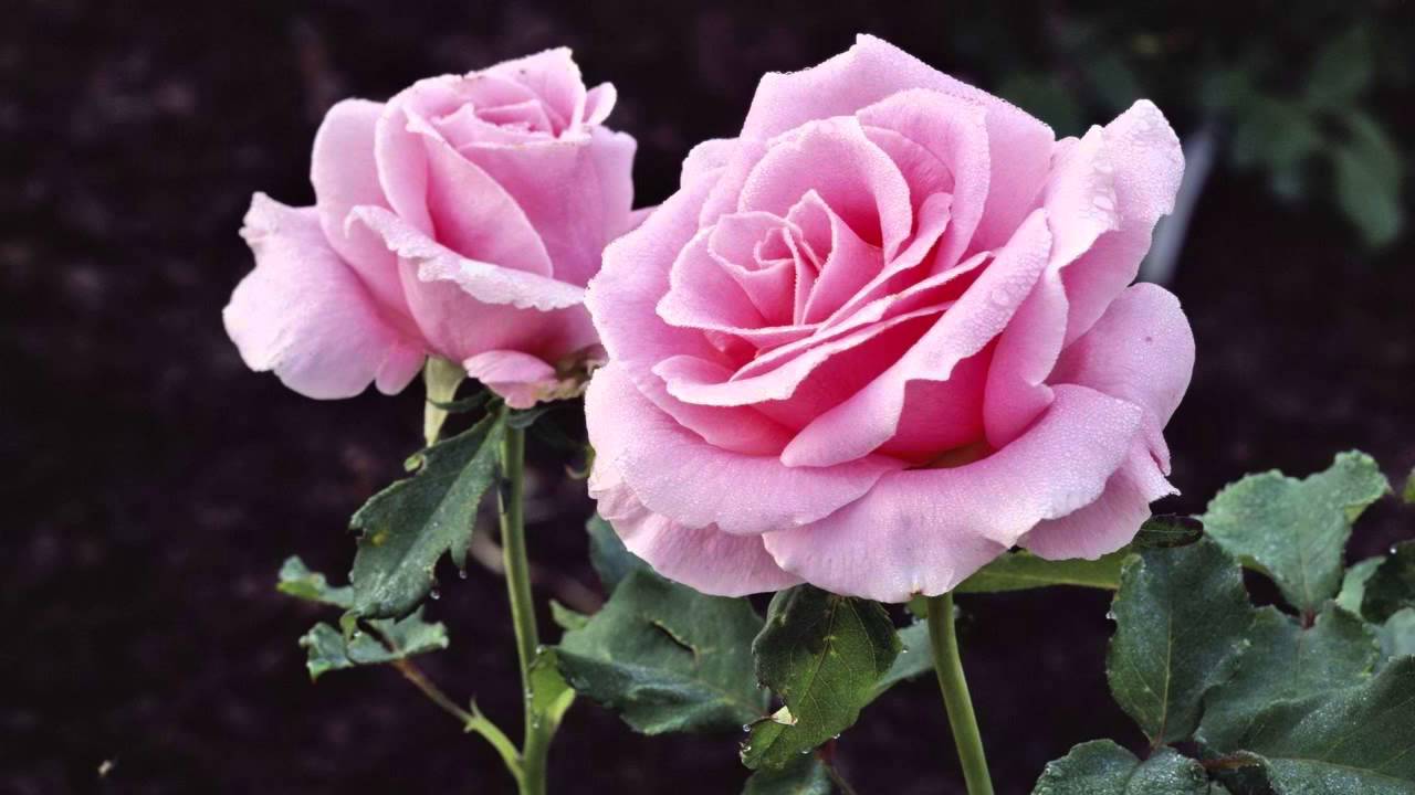 Sarkar Ghaus-E-Azam Se Nisbat Rakho by Hazrat Allama Abdut Tawwab Habibi Qadiri
