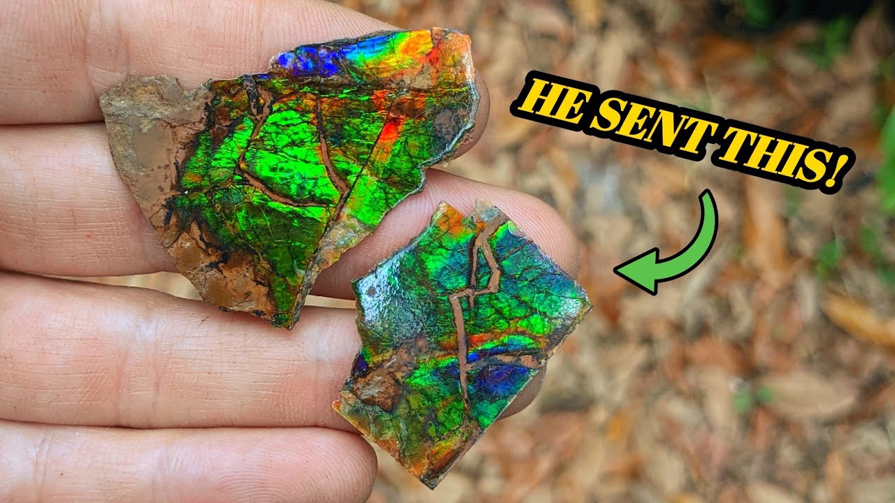 I Was Sent a Box Full of Dinosaur-Aged Fossils, Crystals, Geodes, & More! Unboxing Montana Treasure!