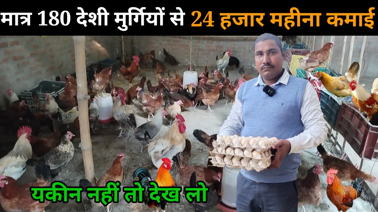 मात्र 180 मुर्गियों से 24000 हजार महीना कमाई Desi Poultry Farming #deshimurgipalan