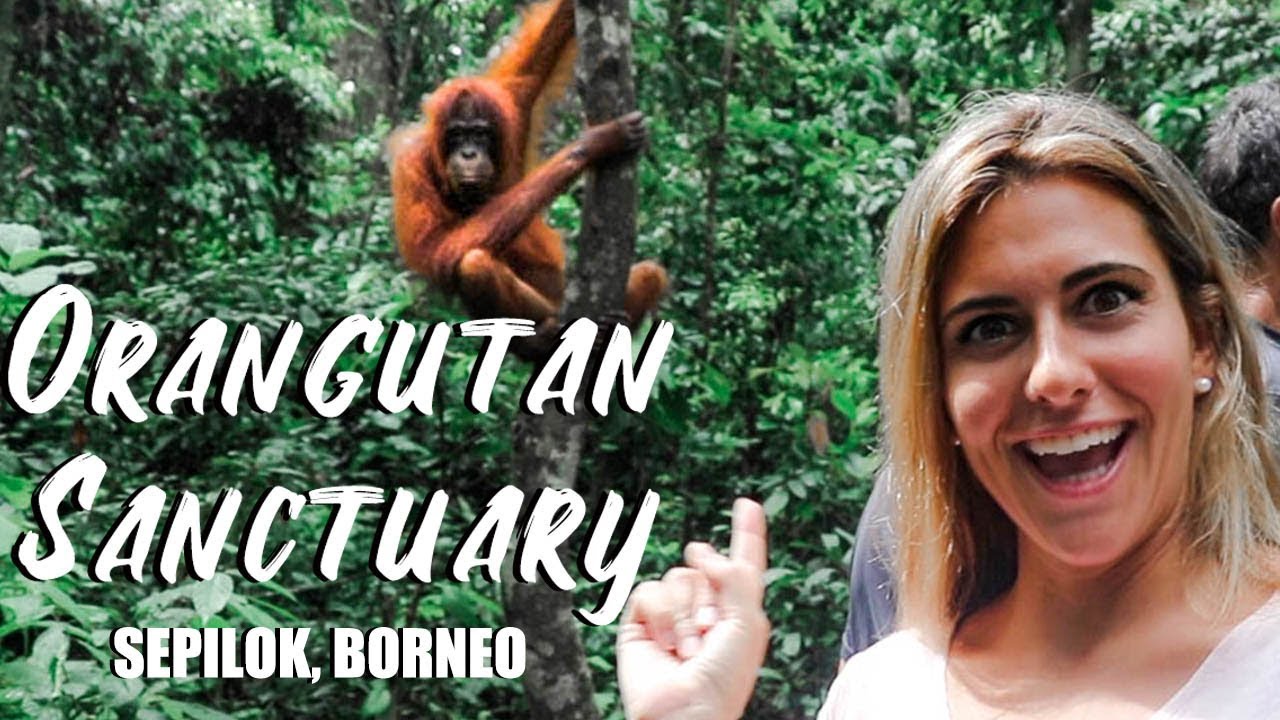 ORANGUTAN SANCTUARY in BORNEO MALAYSIA - Sepilok Rehabilitation Centre (STOP PALM OIL!!)